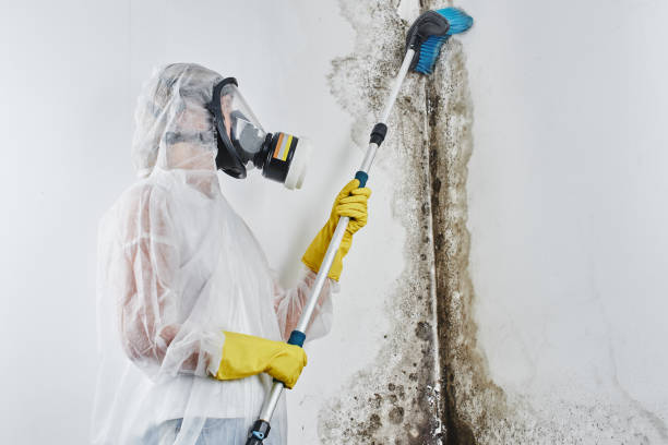 Best Health and Safety Mold Remediation in Dell Rapids, SD