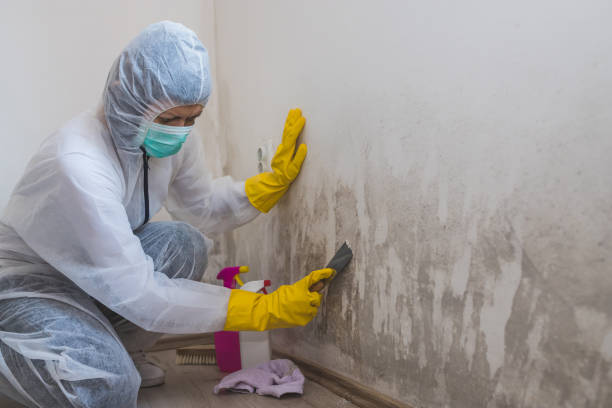 Best Basement Mold Remediation in Dell Rapids, SD
