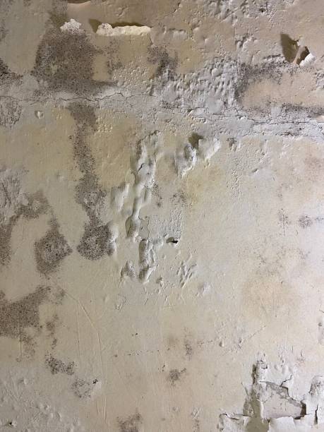 Best Localized Mold Remediation (e.g., coastal areas, humid climates) in Dell Rapids, SD