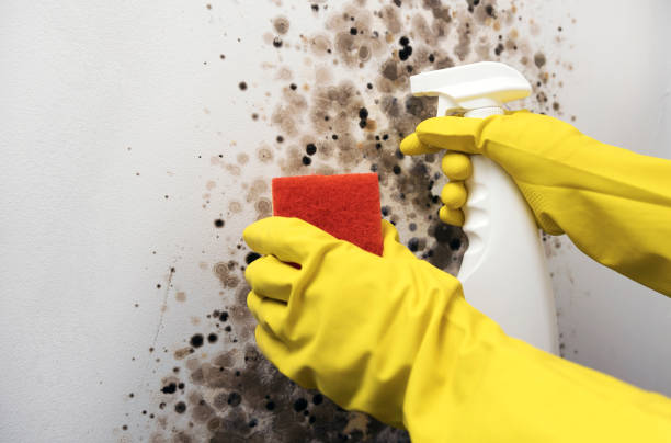 Trusted Dell Rapids, SD Mold Remediation Experts